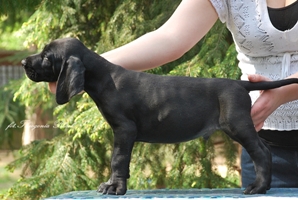 wye niemiecki, spinone italiano