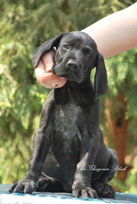 wye niemiecki, spinone italiano