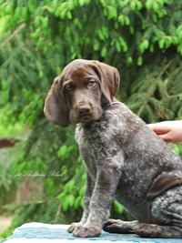 wye niemiecki, spinone italiano