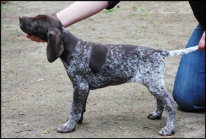 wye niemiecki, spinone italiano