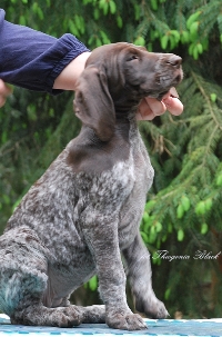 wye niemiecki, spinone italiano