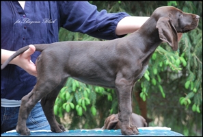 wye niemiecki, spinone italiano