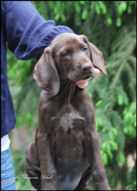 wye niemiecki, spinone italiano