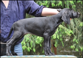 wye niemiecki, spinone italiano