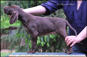 wye niemiecki, spinone italiano