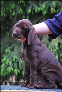 wye niemiecki, spinone italiano