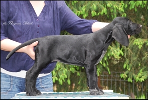 wye niemiecki, spinone italiano