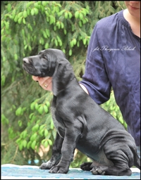 wye niemiecki, spinone italiano
