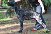 wye niemiecki, spinone italiano