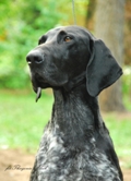 wye niemiecki, spinone italiano