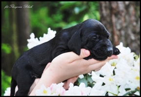 wye niemiecki, spinone italiano