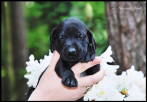 wye niemiecki, spinone italiano