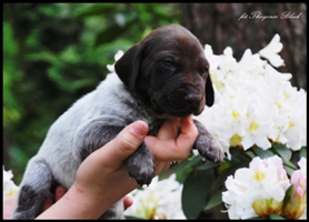 wye niemiecki, spinone italiano