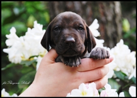 wye niemiecki, spinone italiano