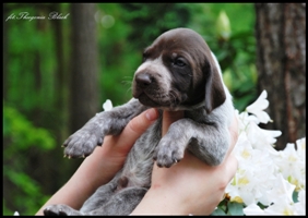 wye niemiecki, spinone italiano