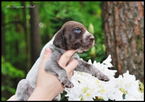 wye niemiecki, spinone italiano