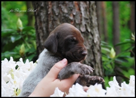 wye niemiecki, spinone italiano
