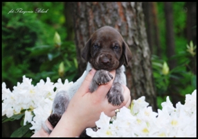 wye niemiecki, spinone italiano