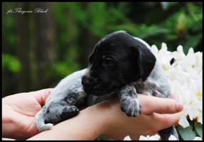 wye niemiecki, spinone italiano