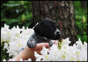 wye niemiecki, spinone italiano