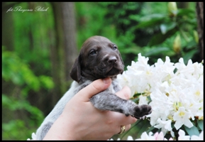 wye niemiecki, spinone italiano