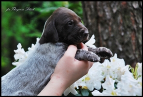 wye niemiecki, spinone italiano