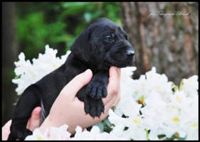 wye niemiecki, spinone italiano