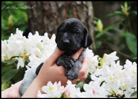 wye niemiecki, spinone italiano