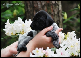 wye niemiecki, spinone italiano