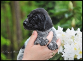 wye niemiecki, spinone italiano