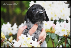 wye niemiecki, spinone italiano