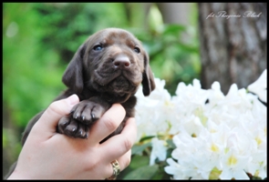 wye niemiecki, spinone italiano