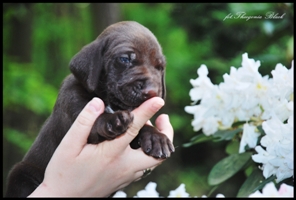 wye niemiecki, spinone italiano