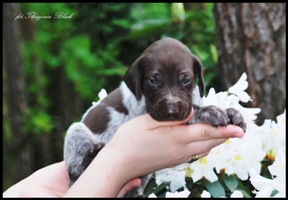 wye niemiecki, spinone italiano