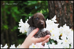 wye niemiecki, spinone italiano