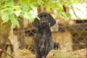wye niemiecki, spinone italiano