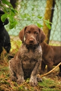wye niemiecki, spinone italiano