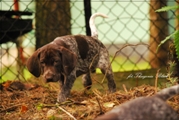 wye niemiecki, spinone italiano