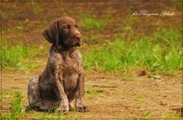 wye niemiecki, spinone italiano