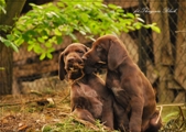 wye niemiecki, spinone italiano