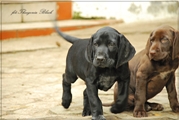 wye niemiecki, spinone italiano