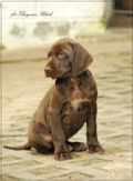 wye niemiecki, spinone italiano