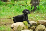 wye niemiecki, spinone italiano