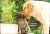 wye niemiecki, spinone italiano