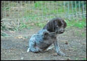 wye niemiecki, spinone italiano