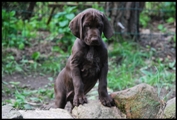 wye niemiecki, spinone italiano