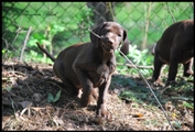 wye niemiecki, spinone italiano