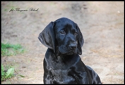 wye niemiecki, spinone italiano