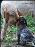 wye niemiecki, spinone italiano