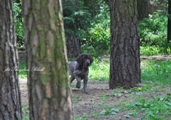 wye niemiecki, spinone italiano